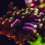 BLOOD MOON TORCH 🌕🌙 Auto Draw