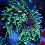 Dragon Rasta Torch Coral 🪸🐉 Plus golden ticket