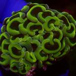 24K Gold Branching HAMMER 💛🔨