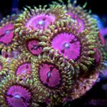 Pink Diamond ZOA PLUS Golden ticket 🌸🔹