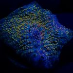 Fist Full ‘O’ Dollar Chalice 💷  PLUS GOLDEN TICKET