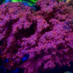 BRANCHING STRANGER THINGS CYPHASTREA Plus Golden Ticket